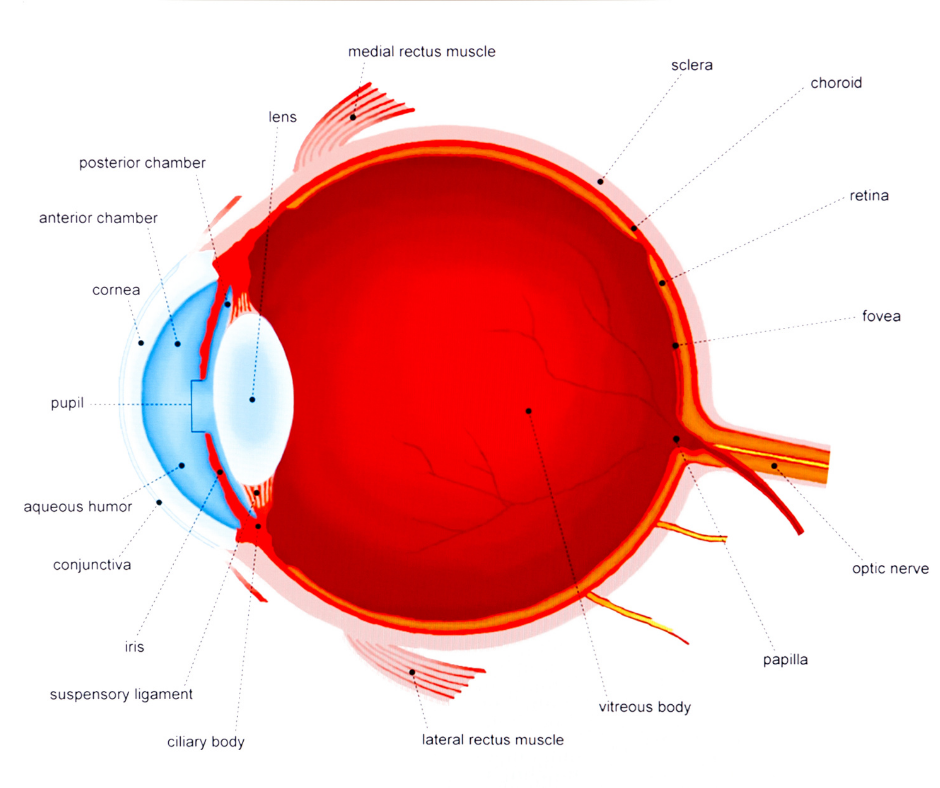 Anatomy of the eye