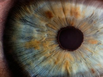 macro photography of human eye