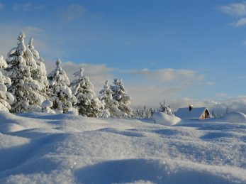 snow-covered trees under blue cloudy sky